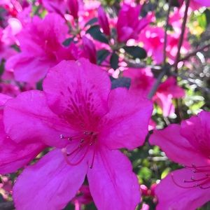 Meet your Posher, Carol